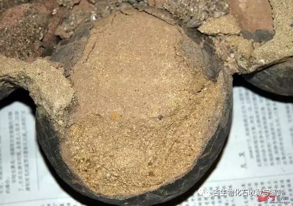 化石鱼化石龙_龙鱼化石图片_化石鱼的图片