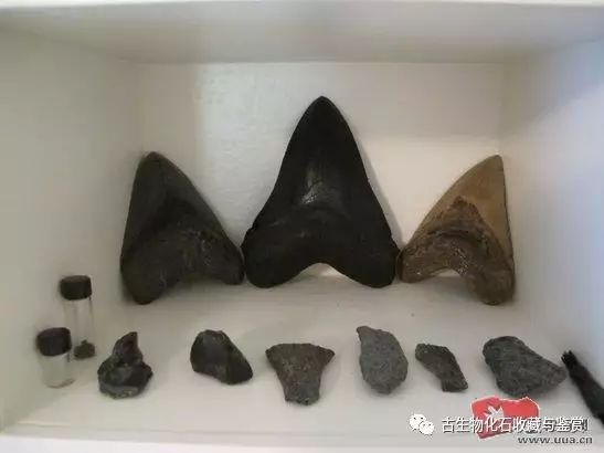 化石鱼的图片_化石鱼化石龙_龙鱼化石图片