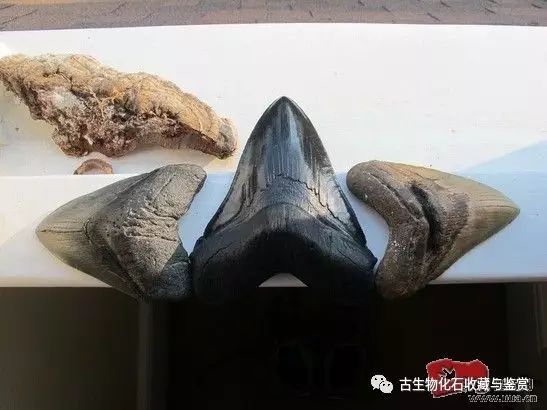化石鱼的图片_化石鱼化石龙_龙鱼化石图片