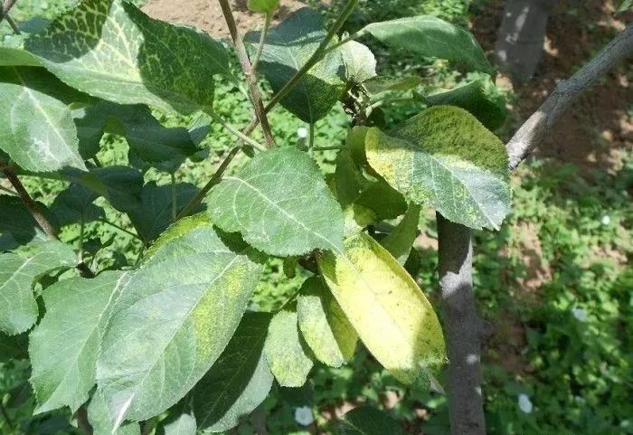 虽然不一定表现症状,但患病毒病的果树抗逆性差,生长慢,果实产量低