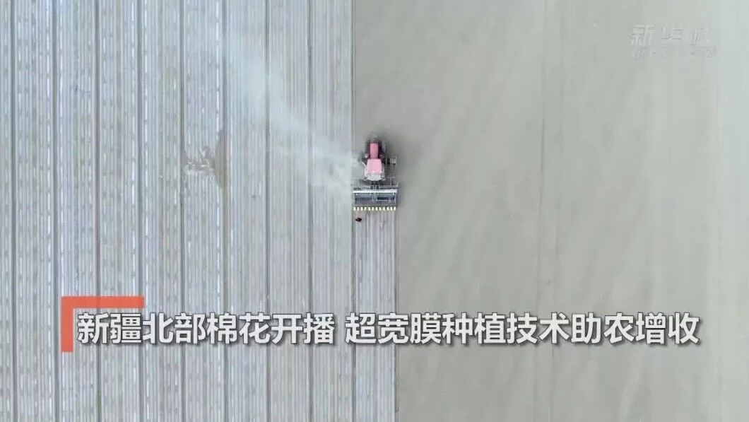新疆北部棉花开播 超宽膜种植技术助农增收