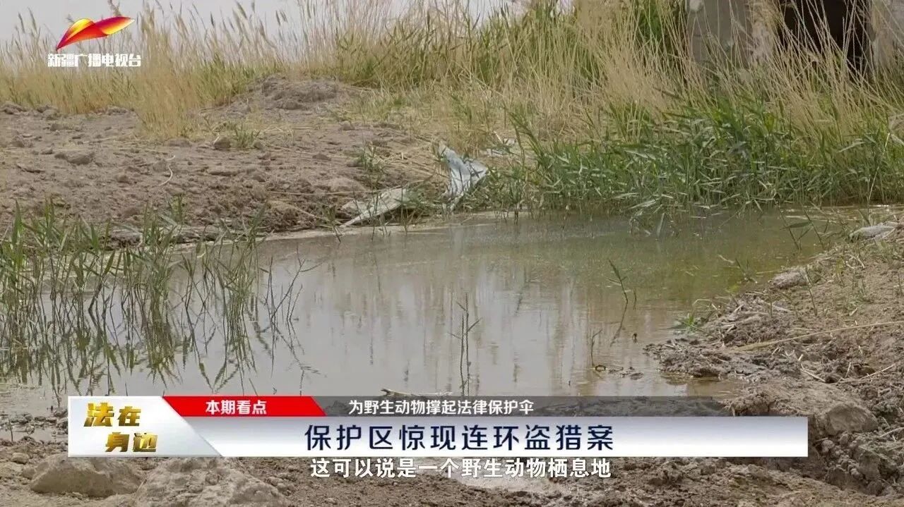《法在身边》第012期 ｜为野生动物撑起法律保护伞