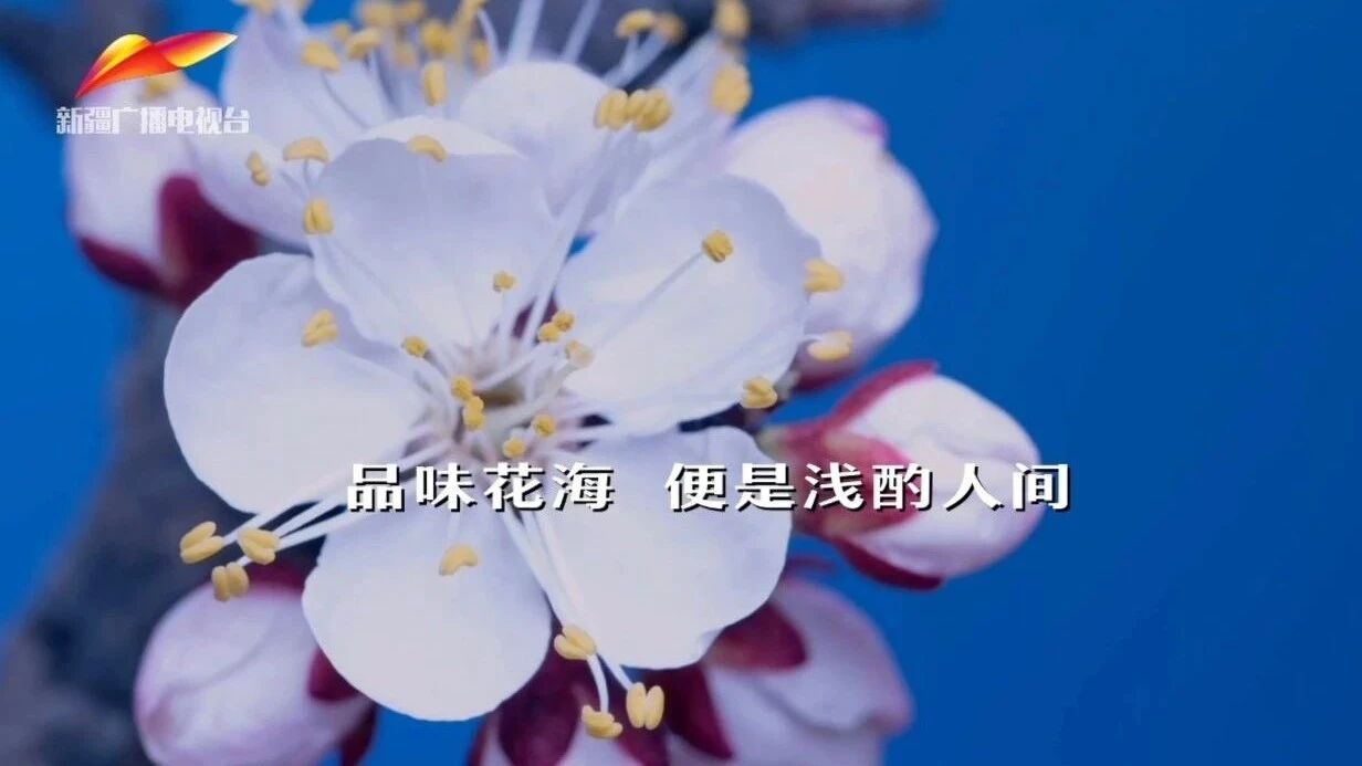 不负繁花相伴 追寻诗和远方 品味花海便是浅酌人间