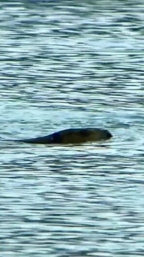 《河狸的故事》第14集｜你应该还没有见过水下筑巢的河狸元宝吧