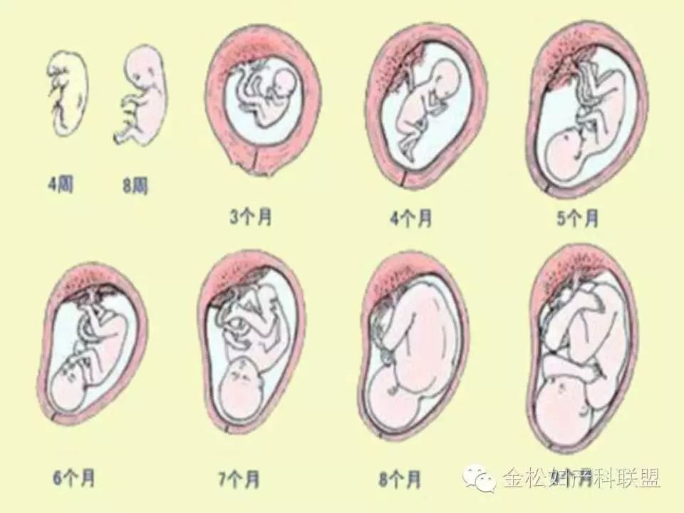 胎儿宫内生长过程与自我监测 ppt