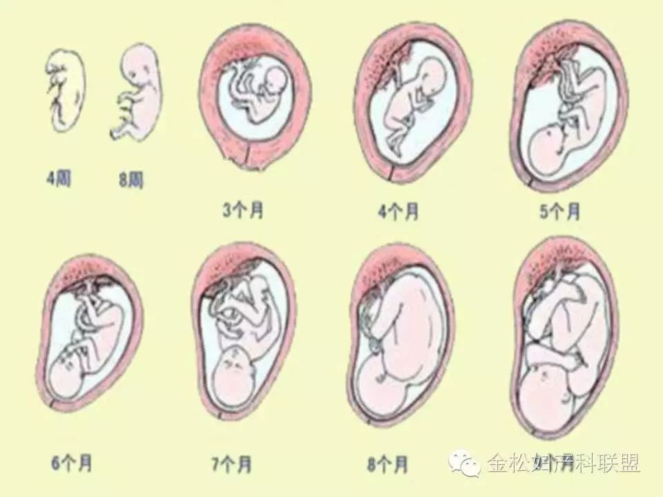 胎儿宫内生长过程与自我监测ppt