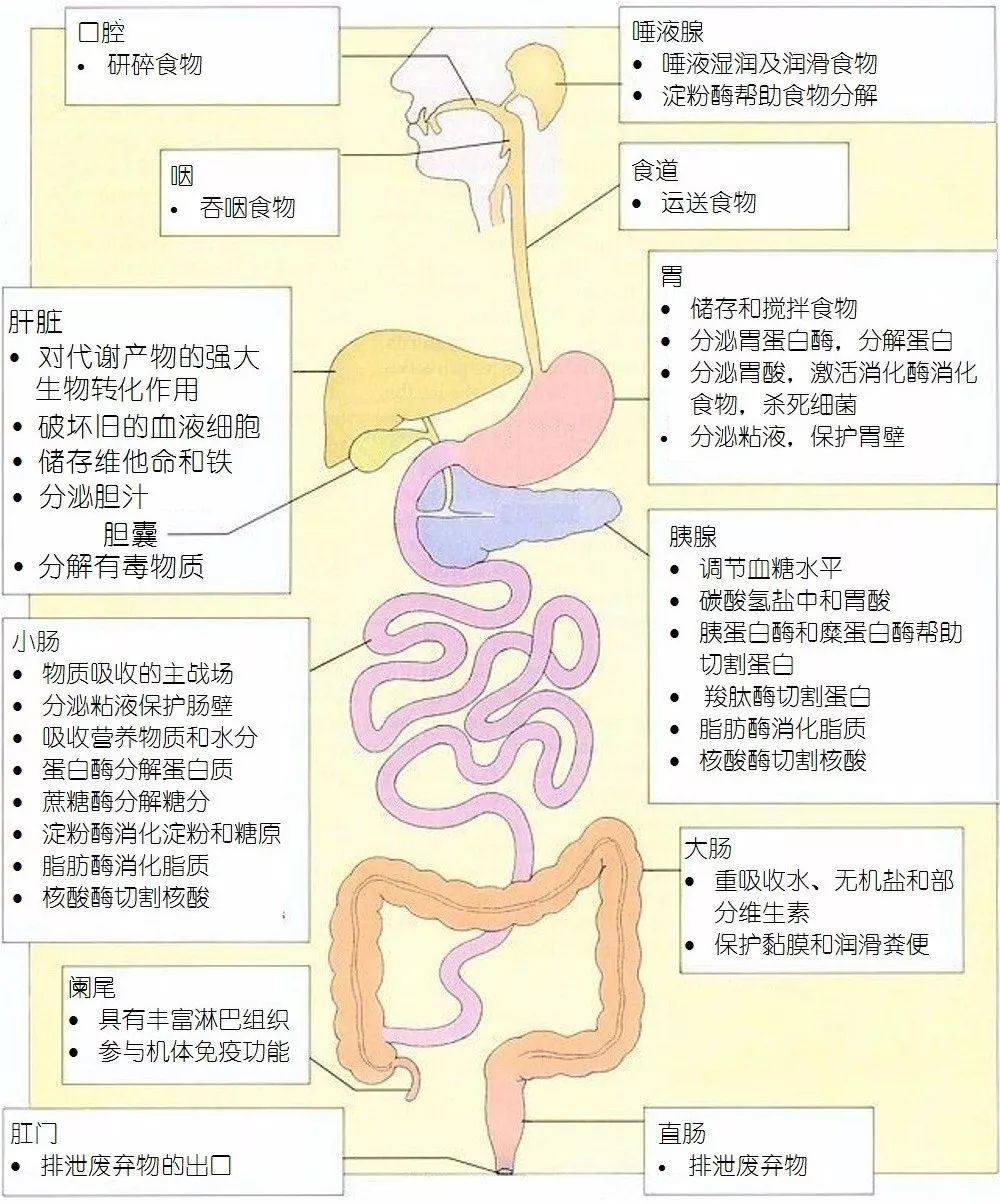 1,中国是肝肠胃病大国; 2,未补身体,先补肠胃