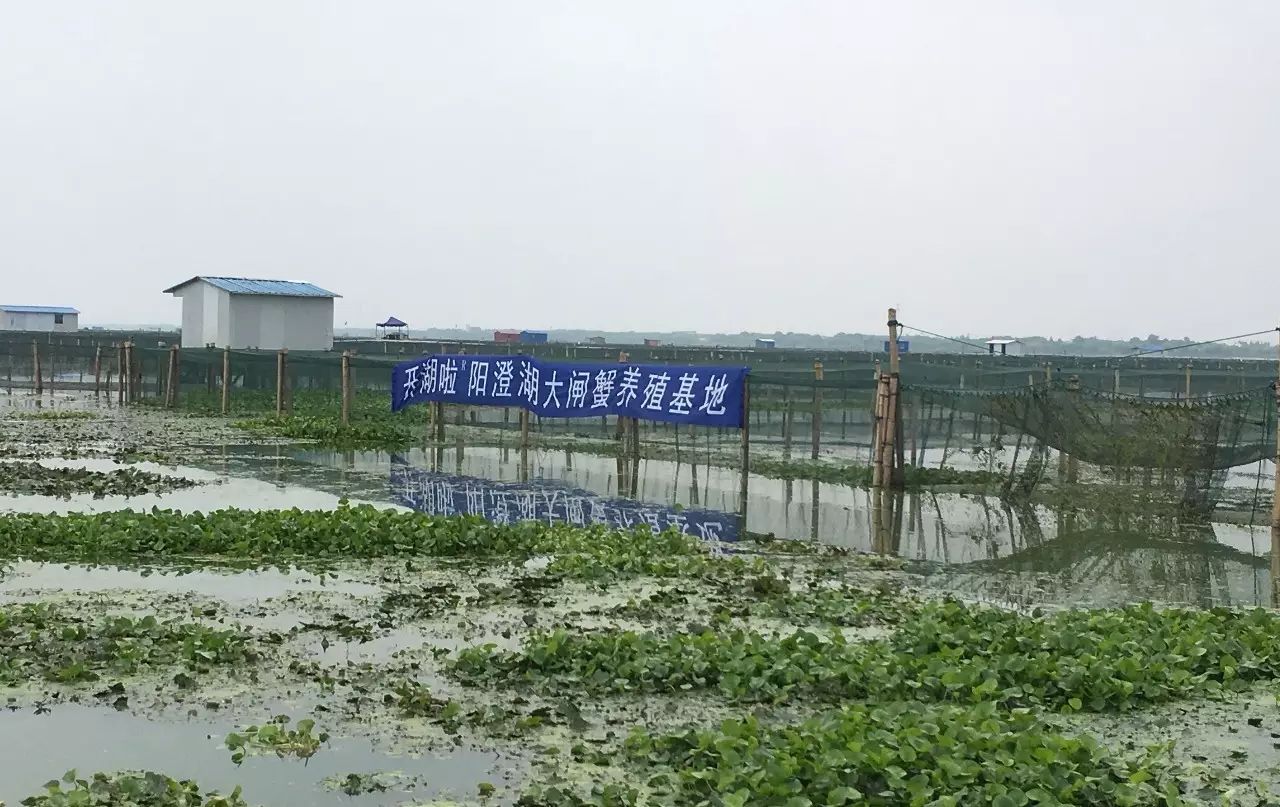 开湖啦阳澄湖大闸蟹礼卡 开售啦!