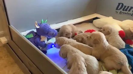 9只小狗乖乖听故事，其中一只却呼呼大睡，网友：它有自己的想法!