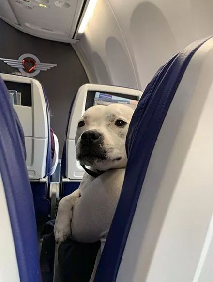 网友坐飞机偶遇狗狗，打完招呼没一会，它就睡成了这样!
