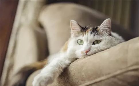 囊括深圳一半的人？深圳随处可见这“十大家族” 