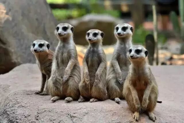 香江野生动物园_野生萌宠国语版_野生萌宝怎么驯服