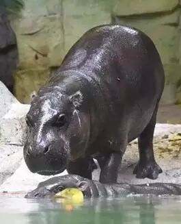 野生萌宠国语版_野生萌宝怎么驯服_香江野生动物园