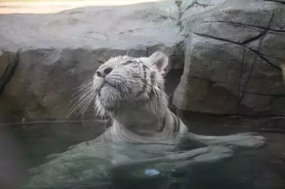 香江野生动物园_野生萌宝怎么驯服_野生萌宠国语版