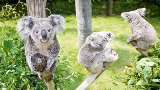 香江野生动物园_野生萌宠国语版_野生萌宝怎么驯服