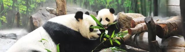 野生萌宝怎么驯服_野生萌宠国语版_香江野生动物园