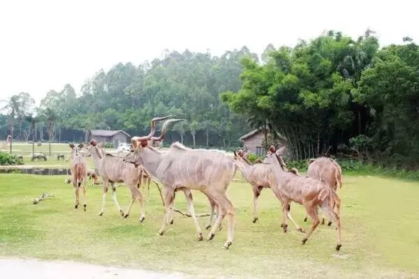香江野生动物园_野生萌宠国语版_野生萌宝怎么驯服