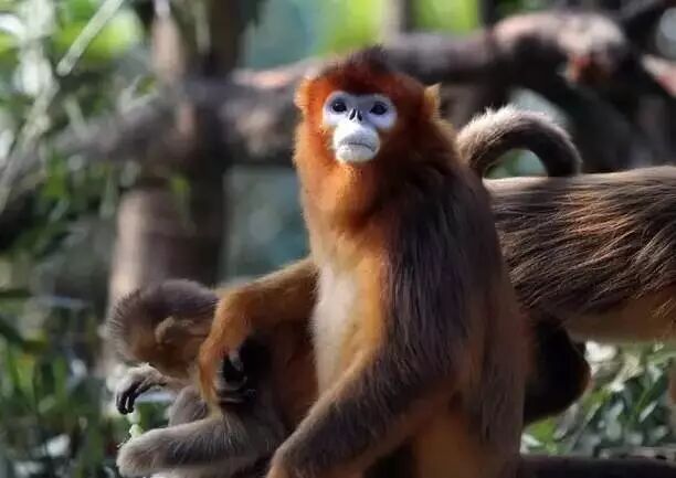 香江野生动物园_野生萌宝怎么驯服_野生萌宠国语版