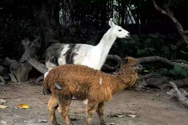 野生萌宝怎么驯服_野生萌宠国语版_香江野生动物园