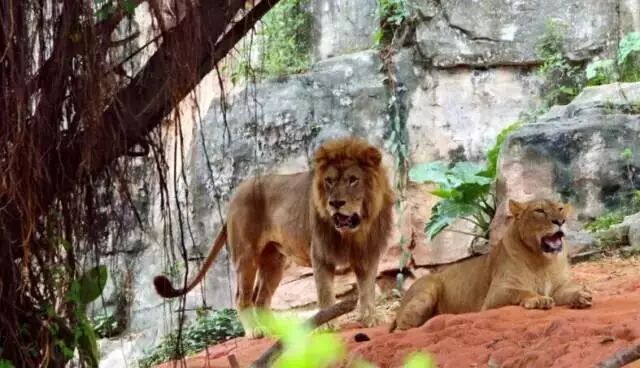 香江野生动物园_野生萌宠国语版_野生萌宝怎么驯服
