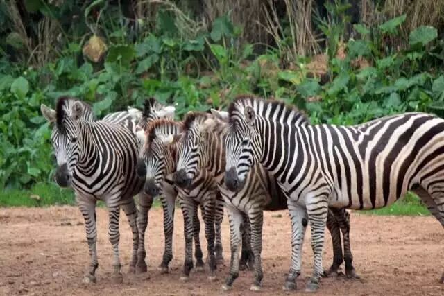 野生萌宠国语版_香江野生动物园_野生萌宝怎么驯服