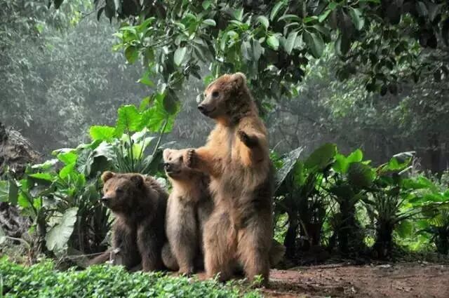 香江野生动物园_野生萌宠国语版_野生萌宝怎么驯服