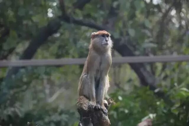野生萌宝怎么驯服_野生萌宠国语版_香江野生动物园