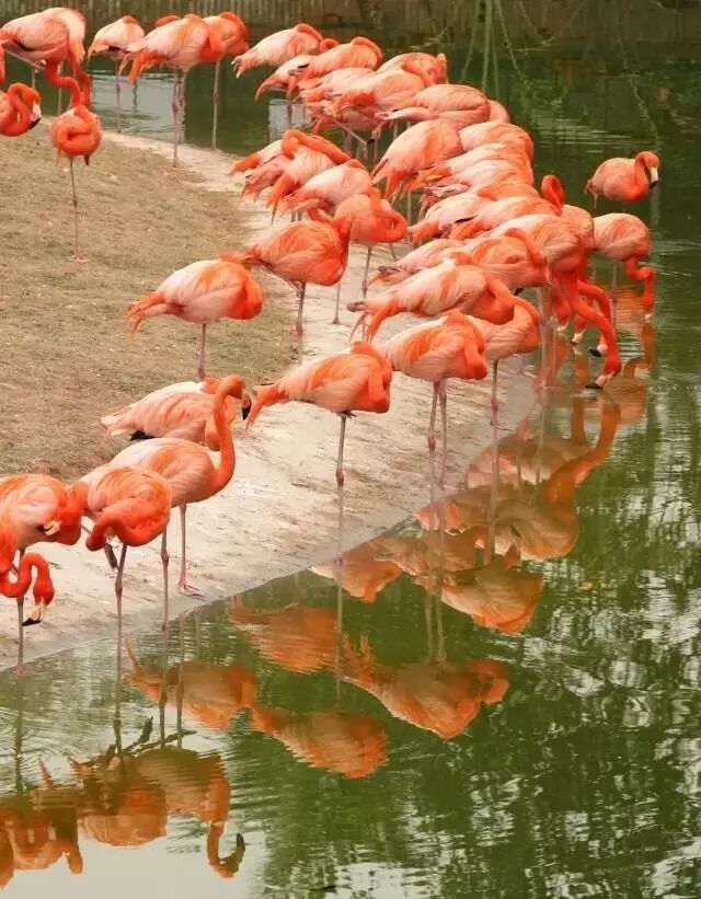 野生萌宝怎么驯服_香江野生动物园_野生萌宠国语版