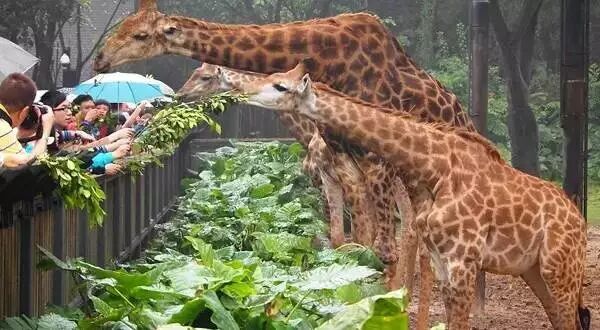 野生萌宝怎么驯服_香江野生动物园_野生萌宠国语版