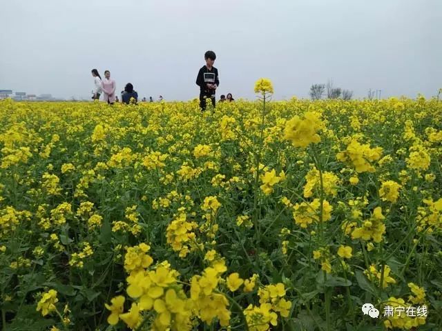 去什么婺源,肃宁最近油菜花美上天!