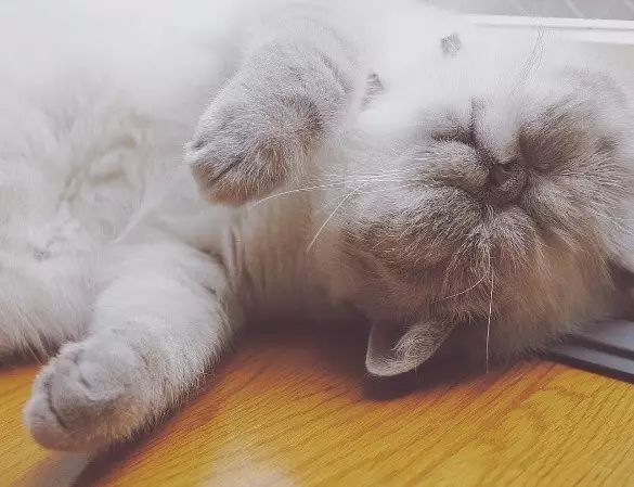 一只永远睡不醒的猫咪,太可爱了,让人看了也好想睡觉.