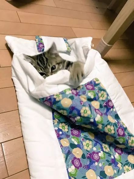 岛国一网友因天气热最近给家里的猫换了张比较薄的床，没想到..