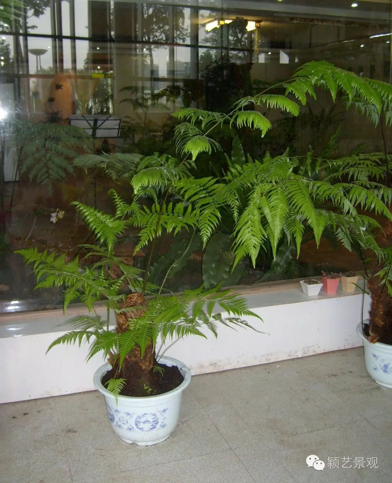 【园林植物】蕨类植物:金毛狗