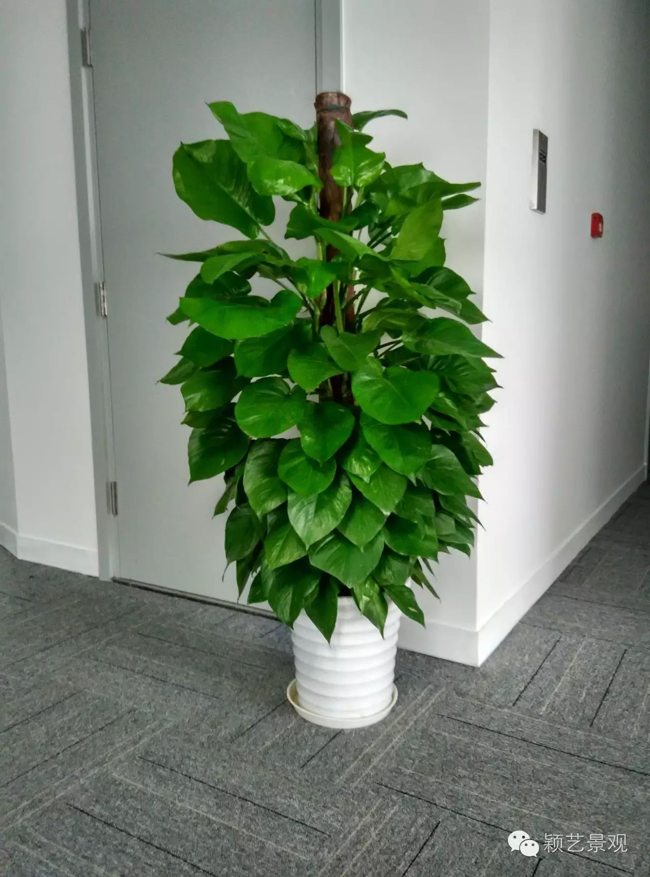 【园林植物】草本植物:绿萝