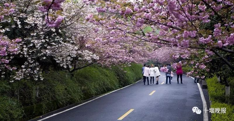 黄龙滩度假区樱花大道