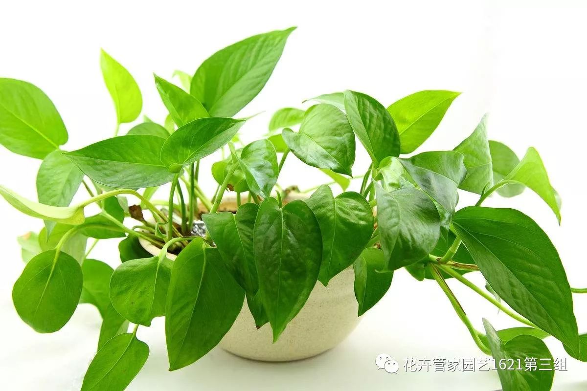 彩瓶悬翠水中栽 绿萝(学名 epipremnum aureum,属于麒麟叶属植物