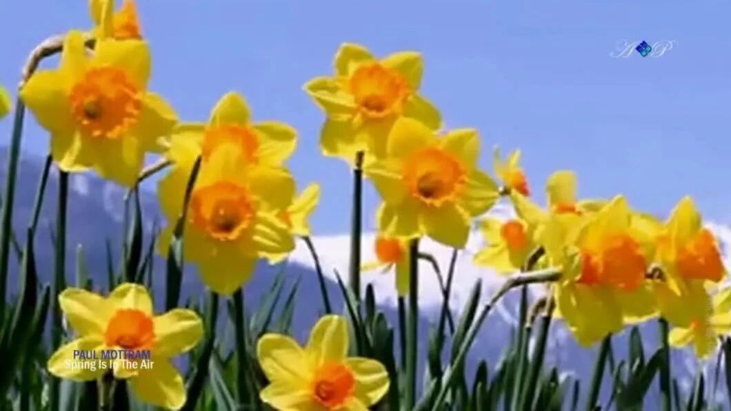 【欧美经典音乐】轻音乐《春意盎然》