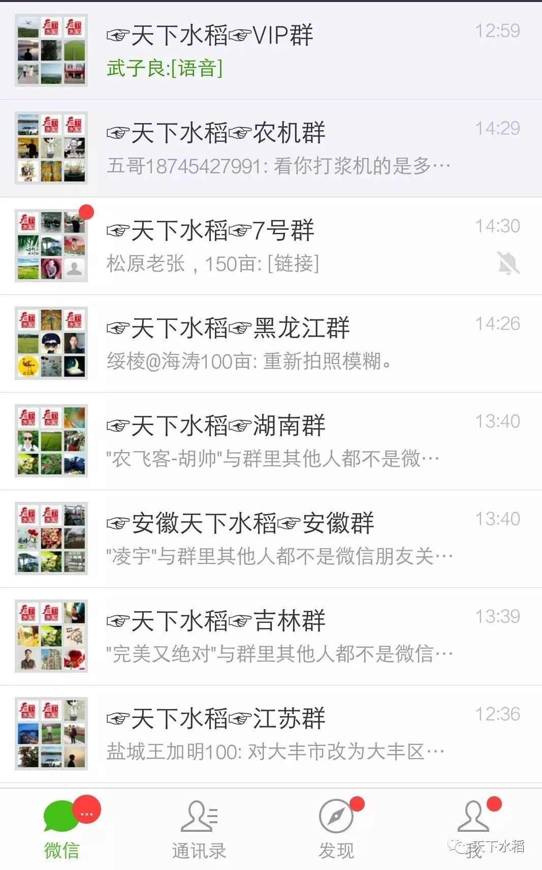 天下水稻 自由微信 Freewechat