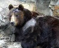 谁在阻止《反虐待动物法》立法？