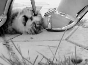 谁在阻止《反虐待动物法》立法？