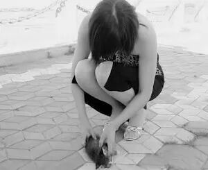 谁在阻止《反虐待动物法》立法？