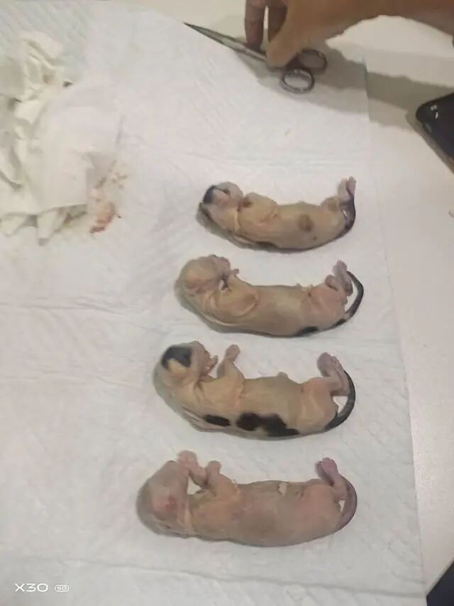 谁在阻止《反虐待动物法》立法？