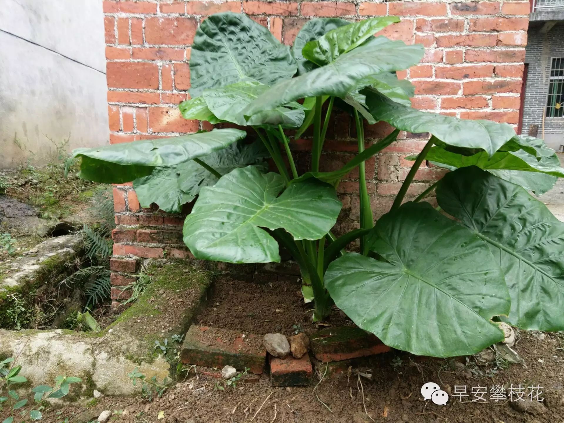 看着跟芋头没什么差别却被叫做假芋头能治病但有剧毒