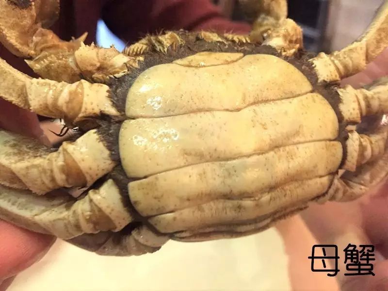 公蟹和母蟹的最大区别就在于蟹脐的形状,公蟹脐比较尖,母蟹的脐呈浑圆
