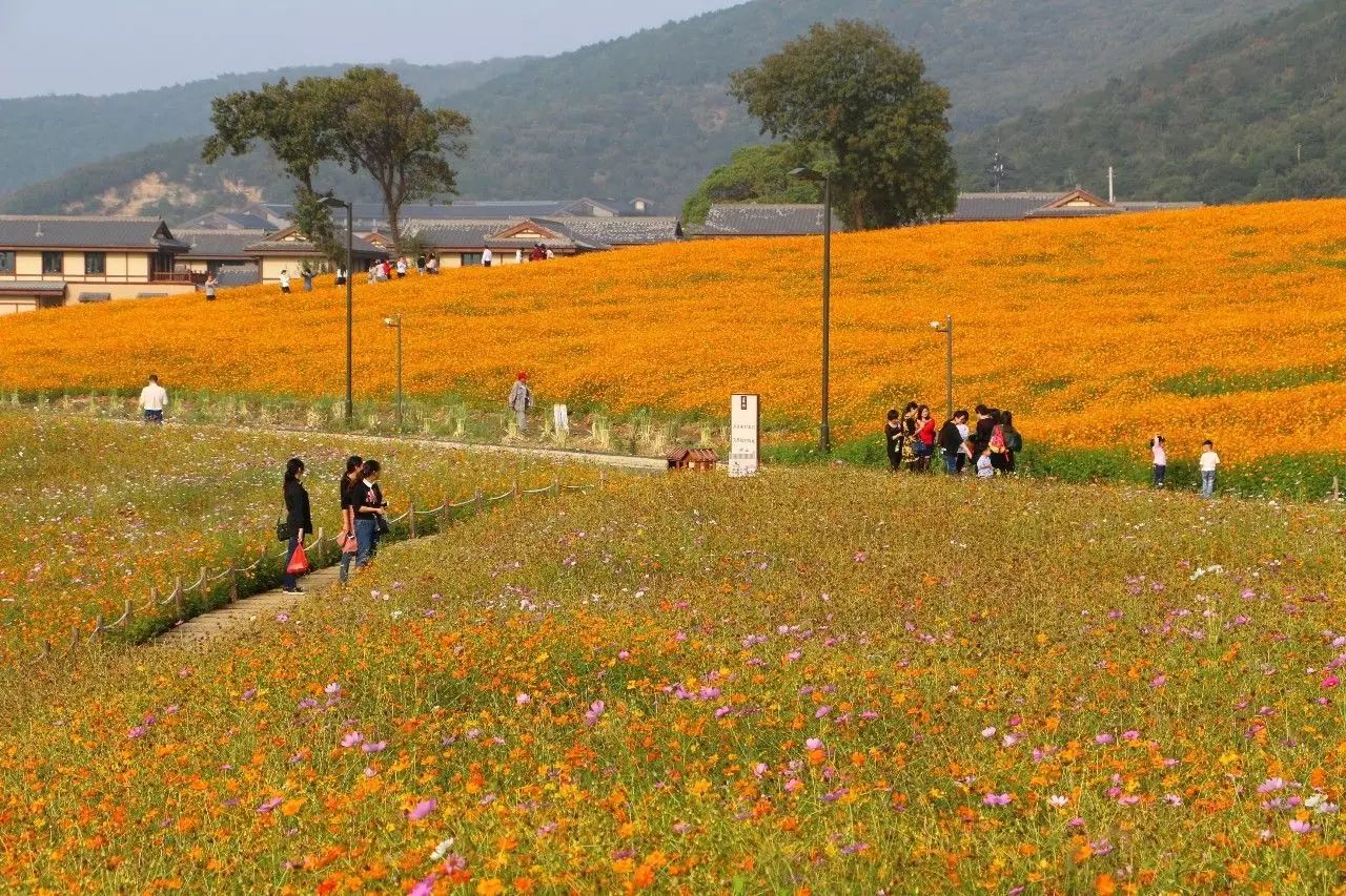 金秋十月绝美花海绽放无锡灵山小镇拈花湾