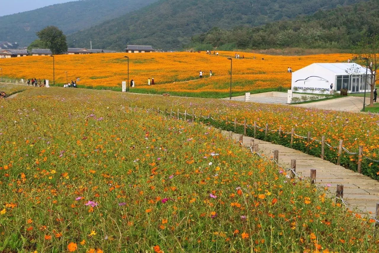 金秋十月绝美花海绽放无锡灵山小镇拈花湾