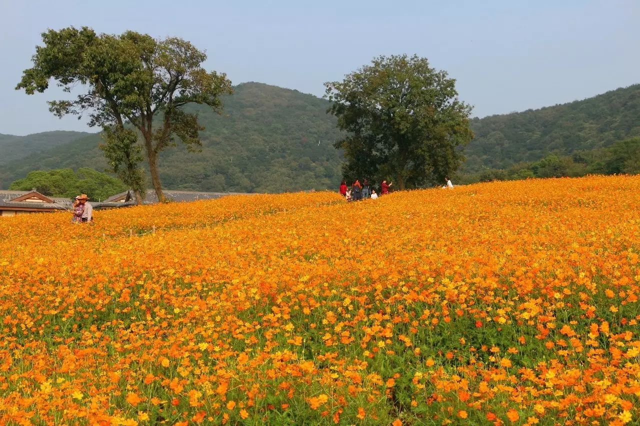 金秋十月绝美花海绽放无锡灵山小镇拈花湾