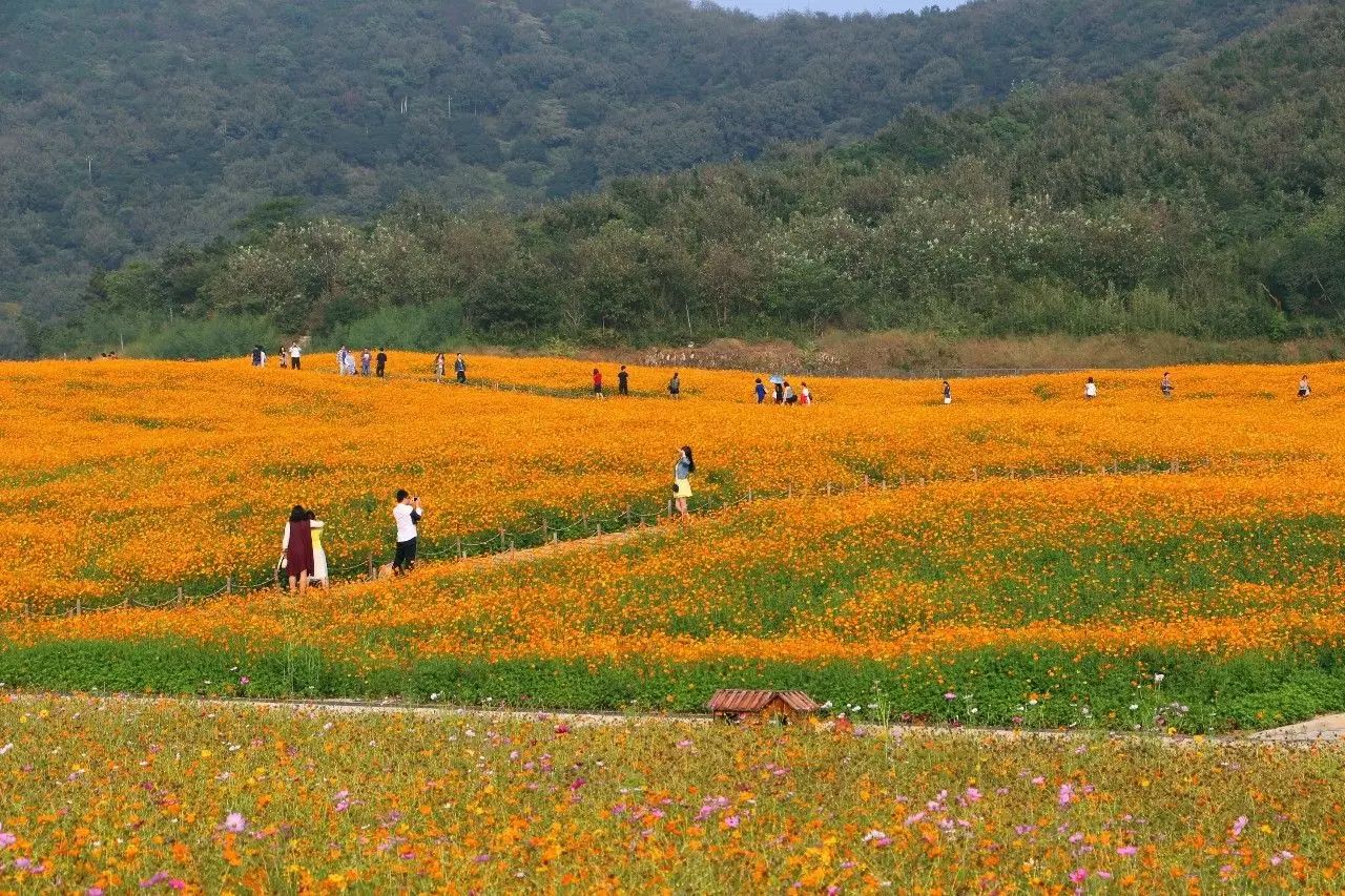 金秋十月绝美花海绽放无锡灵山小镇拈花湾