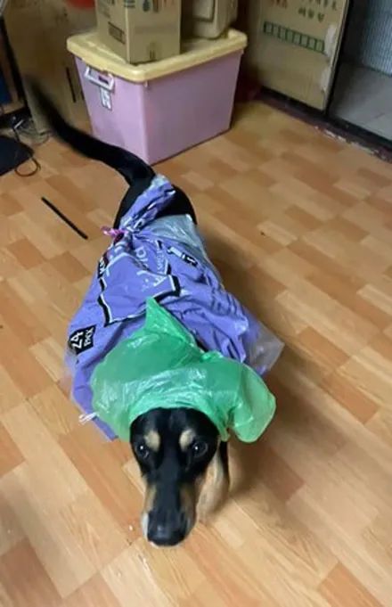 主人用塑料袋给狗子自制雨衣，它穿上却很生气，网友一看：难怪!