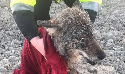 狗狗受困冰冻水坝中，工人急忙救出送去医院，医生：它是狼!